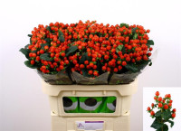Hypericum Mag Triumph 70 cm X25