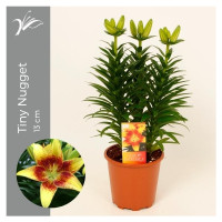 Lilium Az Tiny Nugget 13/40