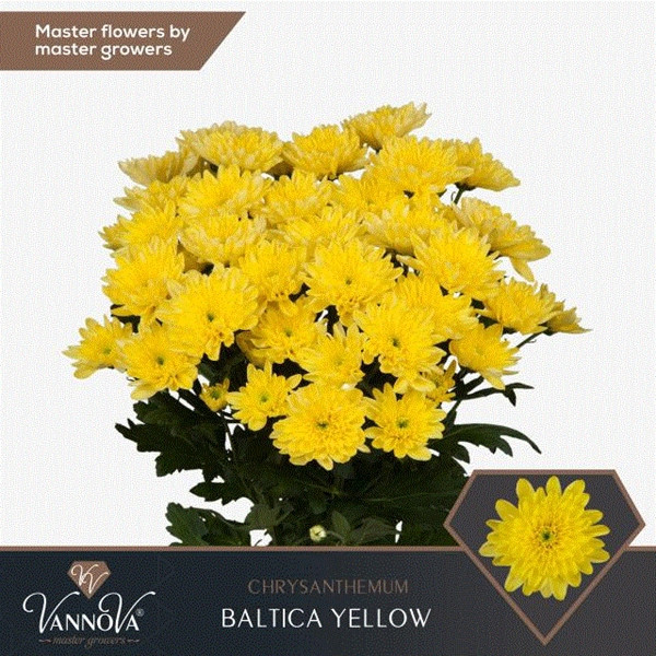 Chr T Baltica Yellow 105g X5