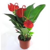 Anth Lindsey 14/50 - anthurium-scherzerianum-red_121