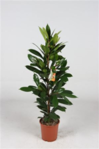 Ficus Cyathistipula (grower)