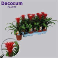 Guzmania Hope Rood-wit (decorum)