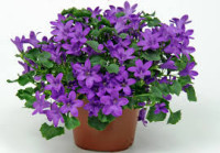 Campanula Dark Take 12/22