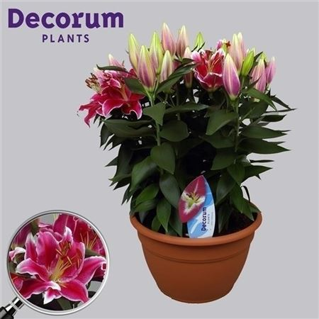 Lilium Or Starlight Express Xl 15pp