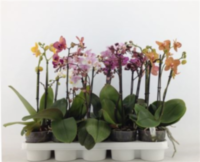Phal 1-2-3-tak A2 Mltf Opti