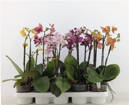 Phal 1-2-3-tak A2 Mltf Opti