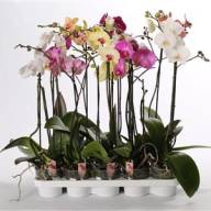 Phal 2 Asian Coral 12/65 - 65958758_72402174_H_1