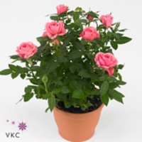 Rosa Bm Pink (grower)