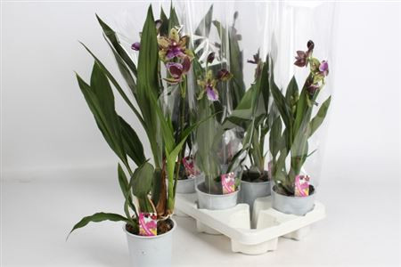 Zygopetalum Louisendorf 12/40