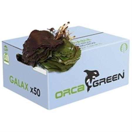 Galax Orca Red