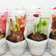 Hippeastrum Mix 1pp 12/20 - Картинка