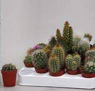 Cactus Mix Showdoos (pv5001) 05/8 - Cactus Mix Showdoos (pv5001) 05 8