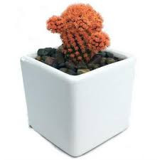 Cactus Mix Showdoos (pv5001) 05/8