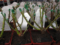 Rosa Outdoor Mix 13/35