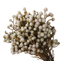 Brunia Cumosum X10