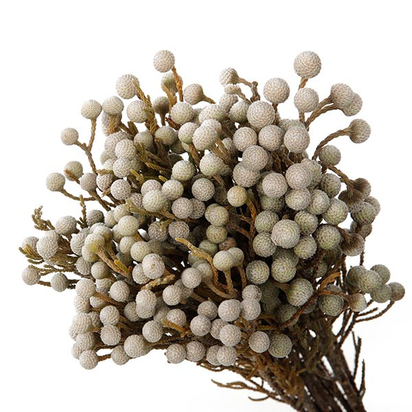 Brunia Cumosum X10