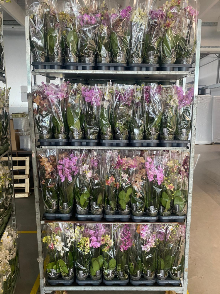 Phal A2 2/3-tak Orhids Multi Mix 12/50