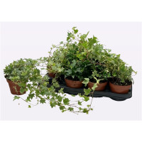Hedera Mona Lisa 19/60