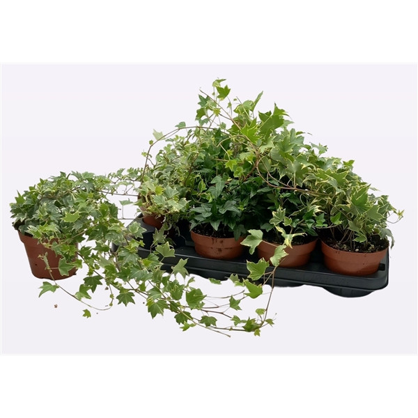 Hedera Mona Lisa 19/60