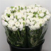 Ranunculus Azur Mix Pastel