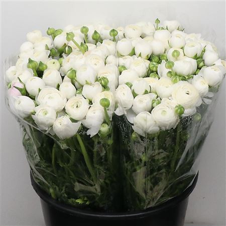 Ranunculus Azur Mix Pastel