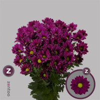 Chr T Purple Star 100g X5