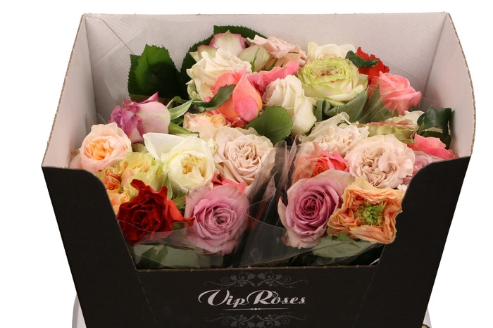 Rose Vip Diversen Krom Mix 55 sm