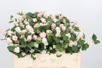 Sympho Mag Aut Blush 50 sm