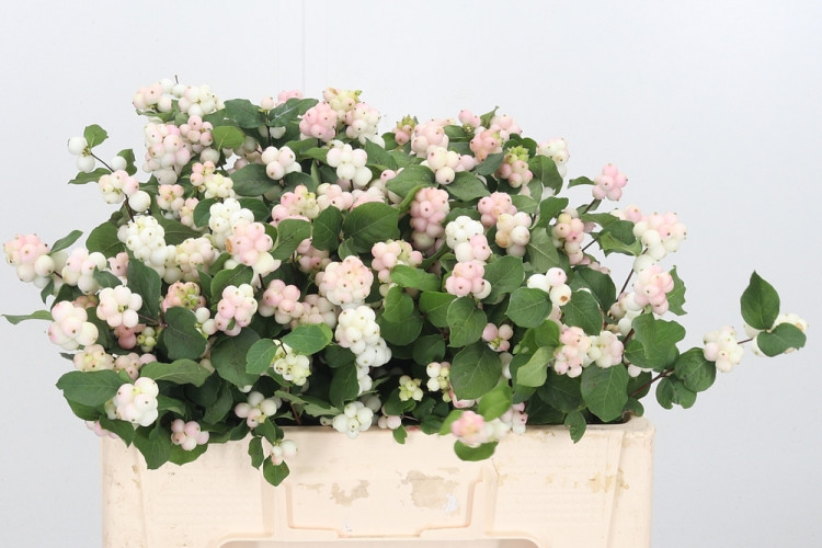 Sympho Mag Aut Blush 50 sm