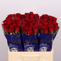 Rose Freedom 60 sm