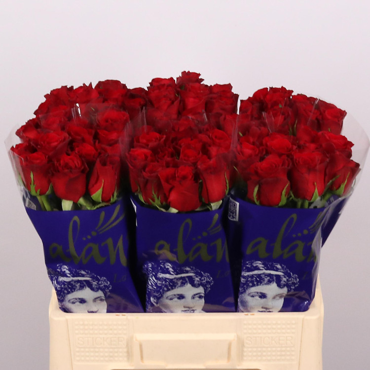 Rose Freedom 60 sm