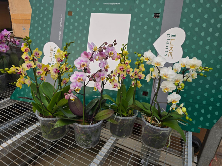 Phal 2/3/4-tak A2 Duetto Mix 17/70