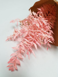 Amarantus Ligth pink Italia