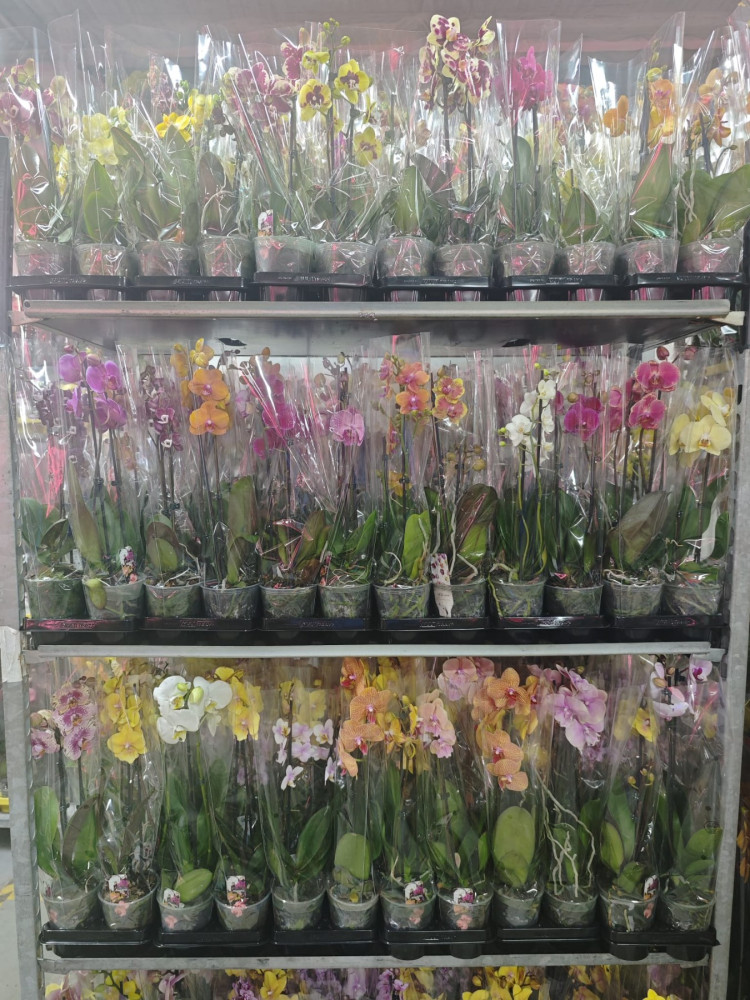 Phal 2-tak A2 Phalaenova Mix 12/50