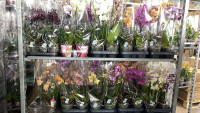 Phal 2 Duijn-Hove Multi White 12/35