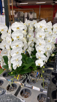 Phal Formidablo White Ceramic 12/70