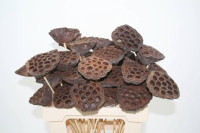 Lotus Kolf