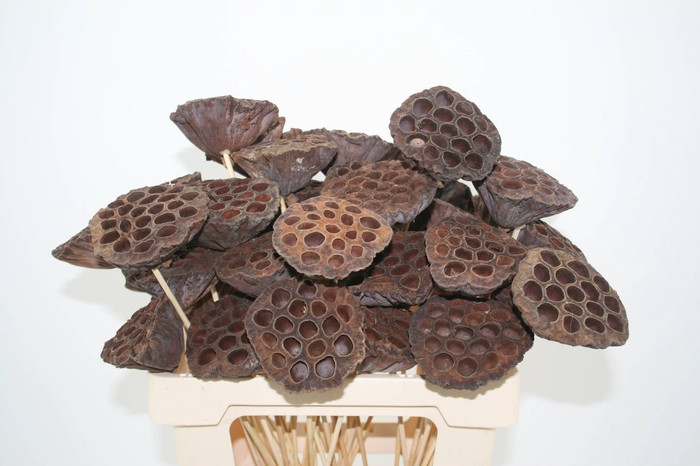 Lotus Kolf