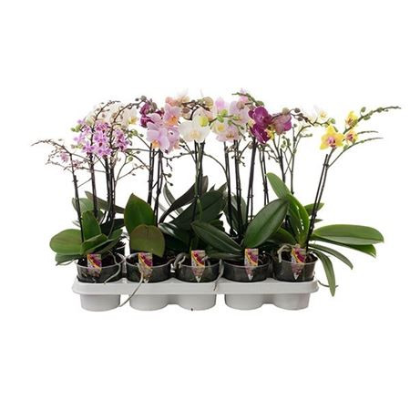 Phal 1/2-tak A2 Opti-flor Compact Mix 12/45