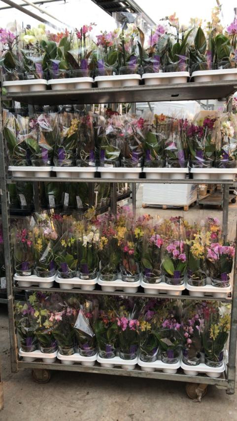 Phal 2-tak Levo Multi White Red Lip 12/45