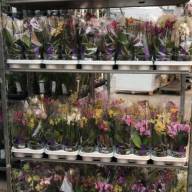 Phal 2-tak Levo Multi White Red Lip 12/45 - IMG-c11e1d1f87e0c2e3b47754d8bef10ac1-V