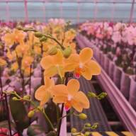 Phal 2-tak Levo Multi White Red Lip 12/45 - IMG-20250109-WA0014