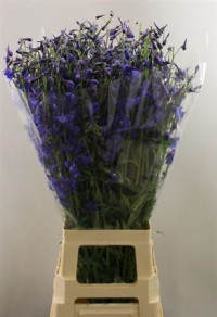 Delphinium En Donna 40 cm