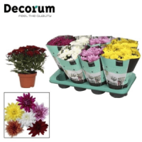 Chrysanthemum Decorum Mix 13/25
