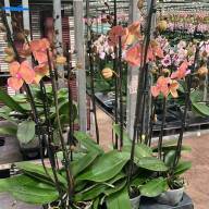 Phal 1-tak Very Maple 12/60 - IMG-20241014-WA0017
