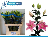 Lilium S Sapporo X10 Holland