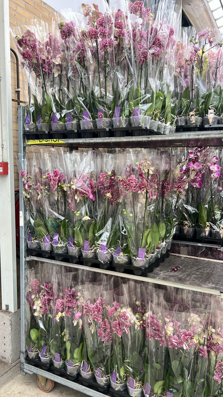 Phal A2 2-tak Wild-Cat VG 12/55