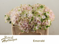 Hydr S Mag Emerald X5 Holland 40 cm