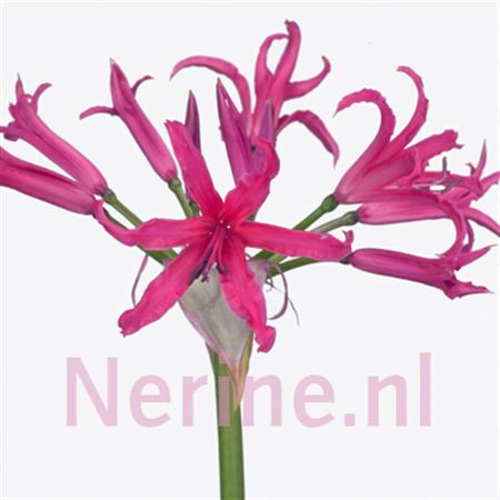 Ne Elegance Varia