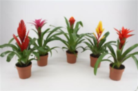Bromelia Gem 4 Srt